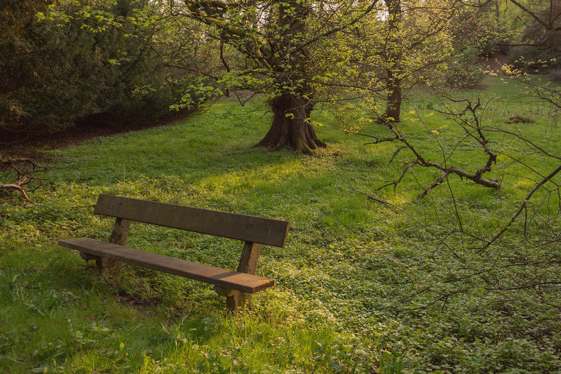 bench in the park